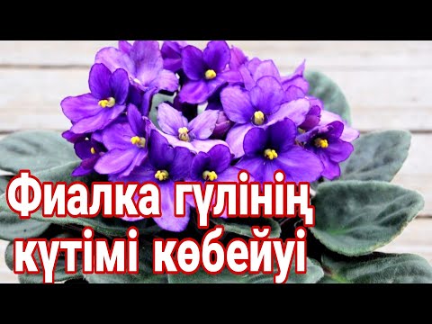 Видео: Фиалка гүлінің күтімі көбейуі топырағы. Фиалка гүлін суғару әдісі. Гүлдер әлемі. Үй гүлдері күтімі.