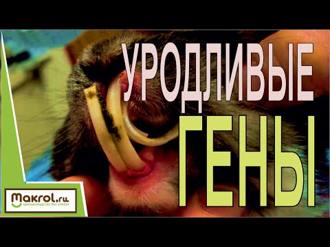Видео: 🐰Инбридинг у кроликов.👉Как не допустить близкородственные связи. 3 простых правила.  Макляк Макрол