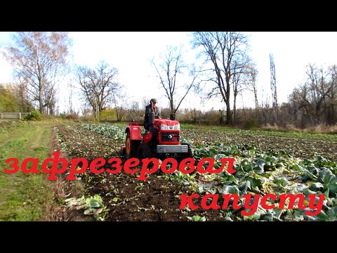 Видео: И снова Шифенг на капусте.