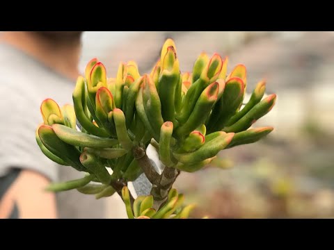 Видео: Обрезка древовидных Толстянок - Георгий Аристов