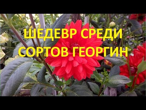 Видео: Георгин родом из Германии сорт Далия 70, в продаже не встречал. Как выращивать  георгины.