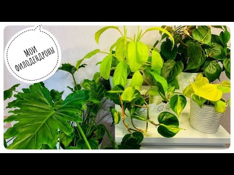 Видео: Мои филодендроны. Обзор.
