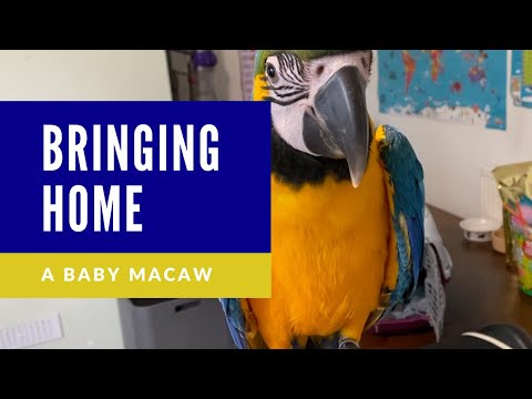 Видео: ПРИНЕСЕНИЕ ДОМОЙ Птенца голубо-желтого ара | Шелби Ара