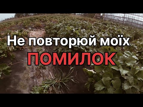 Видео: НЕ ОБРОБЛЯЄШ ВІД ТРИПСИ,А ДАРЕМНО...Або СКІЛЬКИ ягід полуниці  я ВТРАТИВ у сезоні 2023/Частина 2