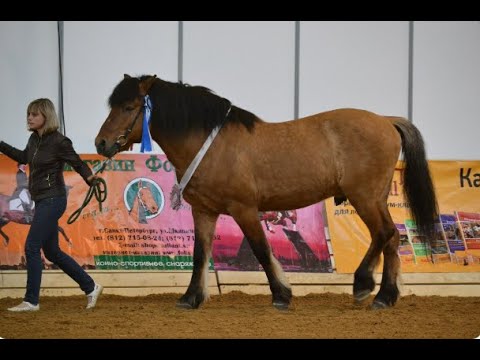 Видео: О вятской породе лошадей: Харламова Екатерина