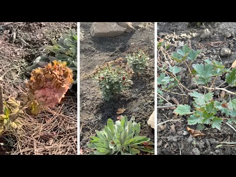 Видео: Как я размножаю любимые растения — гортензию, флокс, крыжовник и бересклет