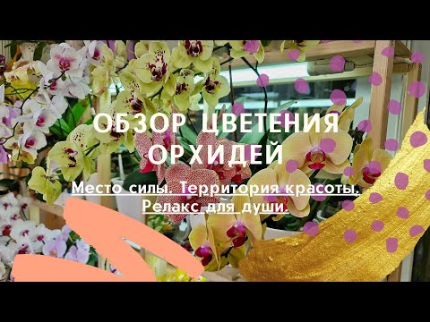 Видео: Цветение орхидей на балконе. Пышное цветение орхидей. Домашнее цветение орхидей.Орхидеи цветут.