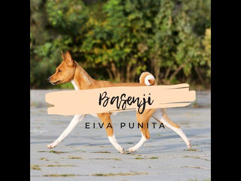 Видео: BASENJI! БАСЕНДЖИ! Все о породе.