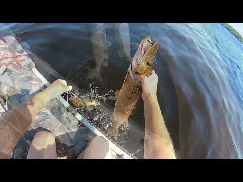 Видео: LatvijaLife Рыбалка на Даугаве