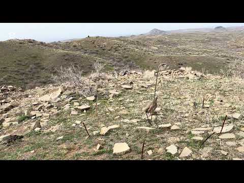 Видео: Шикори кабк. Охота на кеклика