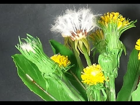 Видео: ОДУВАНЧИК ИЗ ХОЛОДНОГО ФАРФОРА ЧАСТЬ 1 (dandelion )