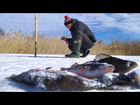 Видео: ОКУНЬ в ГЛУХОЗИМЬЕ. Зимняя рыбалка на балансир и безмотылку.