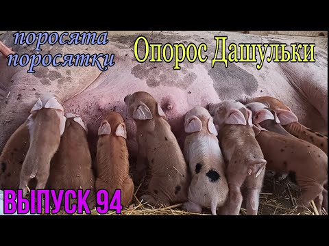 Видео: Опорос свиномамки Даши. Опорос свиноматки. Опорос от А до Я. Помощь при опоросе. Как принять опорос.