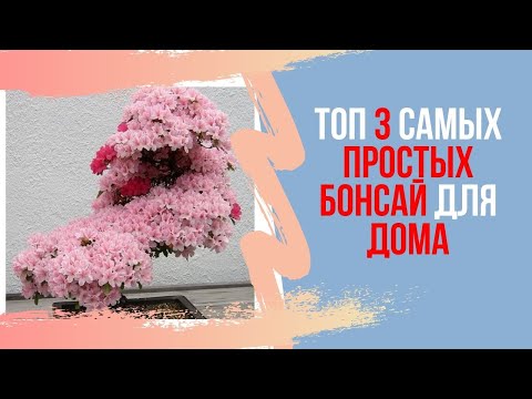 Видео: ТОП 3 самых простых видов БОНСАЙ для начинающих. Советы по уходу за бонсай. Bonsai for Beginners