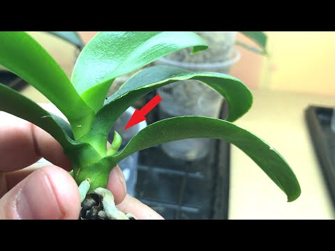 Видео: ЦВЕТОНОСЫ РАСТУТ КАК БЕШЕНЫЕ и ЦЕЛЫЙ ПУЧОК КОРНЕЙ! Мои орхидеи ПРОСНУЛИСЬ и готовы к ЦВЕТЕНИЮ!