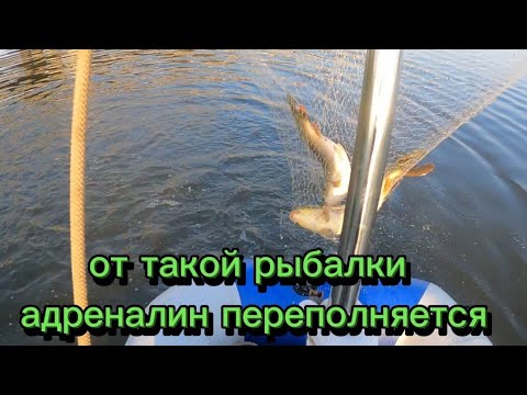 Видео: Отборный сазан на паук-подъемник. #fishing #рыбалка #낚시 #carpfishing