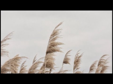 Видео: Манифесторы. Ответы на разные жизненные вопросы. Дизайн Человека.