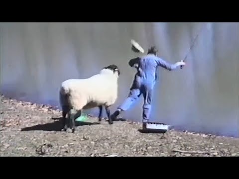 Видео: Удивительные моменты с Козами и Баранами, снятые на видео