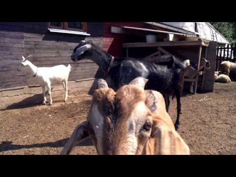 Видео: Чешские козы. Живой дом 154