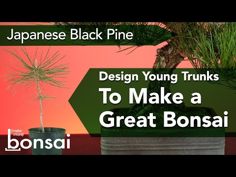 Видео: Создание великолепного бонсай с использованием саженцев японской черной сосны