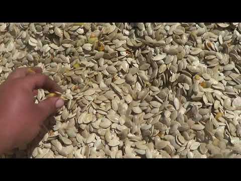 Видео: сушка тыквенной семечки