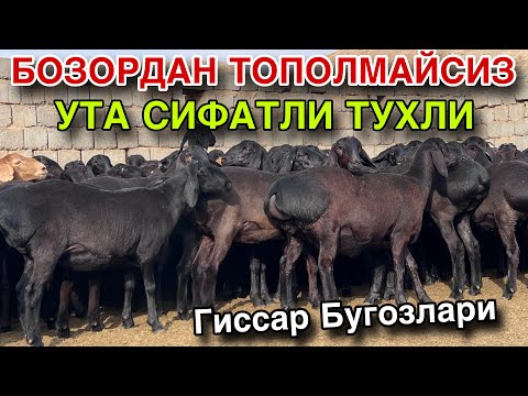 Видео: ГИССАРСКИЙ ТУХЛИ БУГОЗ КУЙЛАР АРЗОН ЖОЙИДАН ОЛИНГ! 
