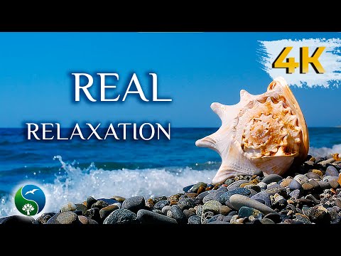 Видео: 😍 Шум Моря и Звуки Моря, Морской Бриз | Звуки Природы и Красивое Море, Ракушка на Морском Берегу