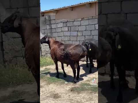 Видео: 6 ноября 2025 г.