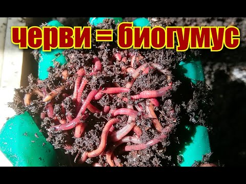 Видео: Как отделить червя СТАРАТЕЛЯ от БИОГУМУСА/ Корм для червей/#vermicompost #обретениезеленогопальца