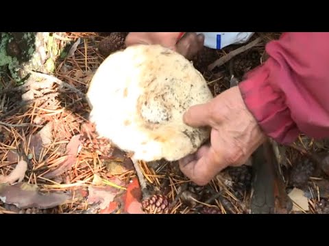 Видео: Қарқаралыда жаңбырдан соң саңырауқұлақ қаптады