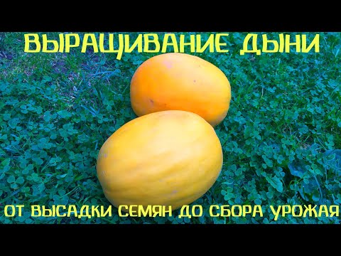 Видео: Как вырастить дыню в Беларуси. От посадки семян до сбора урожая. Лучший сорт!