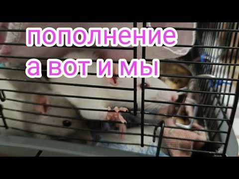 Видео: КРЫСКИ: Спасение из ужастных условий,крысят.