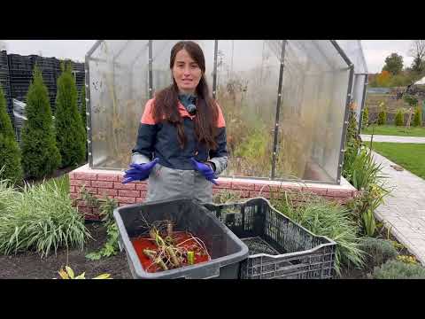 Видео: Як правильно викопати жоржини і зберегти бульби до весни. Що робити з жоржинами після цвітіння