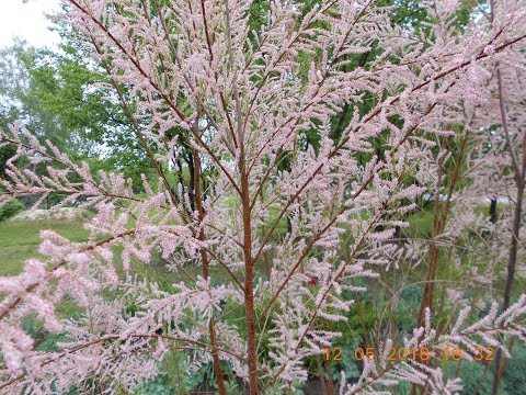 Видео: Этот простой садовый лайфхак заставит ваши растения процветать!