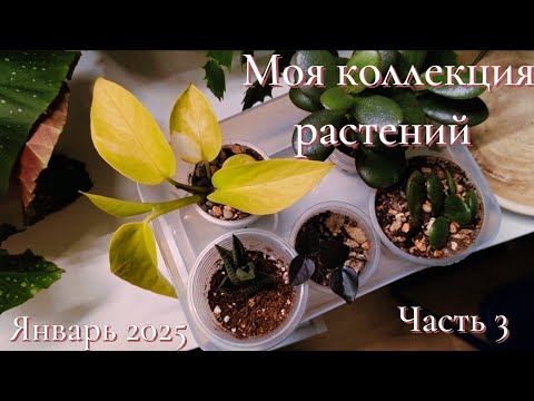 Видео: Моя коллекция растений. Январь 2025. Часть 3