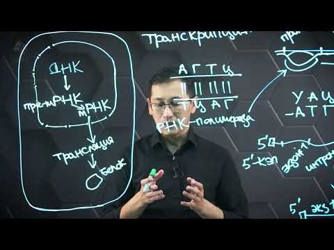 Видео: Транскрипция. Этапы трансляции. 11 класс.