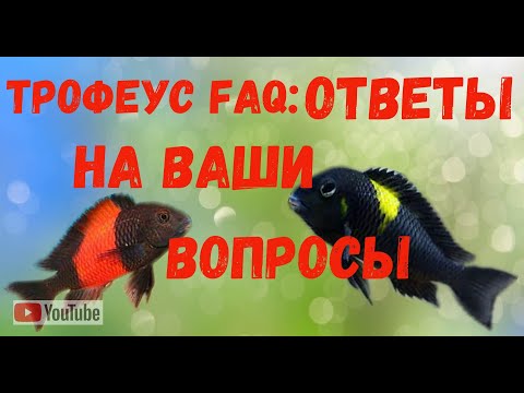 Видео: Трофеус: вопросы и ответы