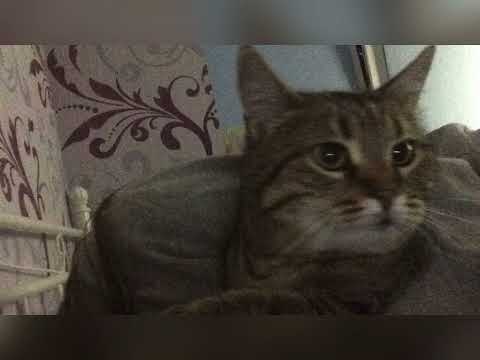 Видео: Макс Пташник - поки ніхто не бачить (speed up)