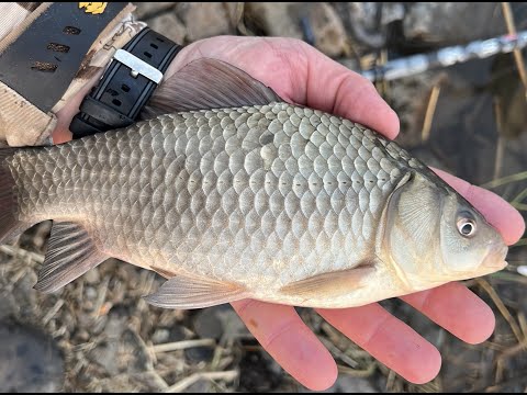 Видео: Клев КАРАСЯ перед нерестом. Озеро Бозжаколь, пос.Вишневка, Костанайская область.