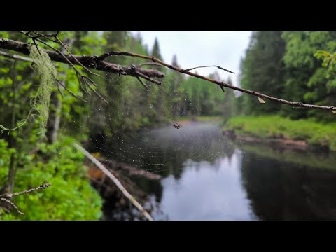 Видео: Часть2. Сплав по р.Югна - р.Ваеньга 11.06-14.06.2024г.