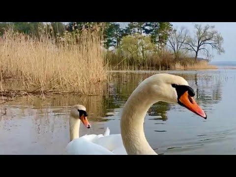 Видео: Мурлыка и Маркиза в прямом эфире