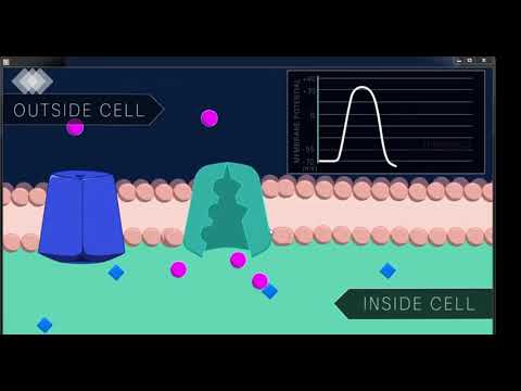Видео: Жүйке жасушасының құрылысы. Мембраналық потенциал. Әрекет потенциалы. Рефрактерлік кезең