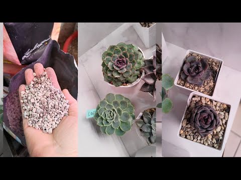 Видео: дубли эшек в разном грунте 🤔#суккуленты