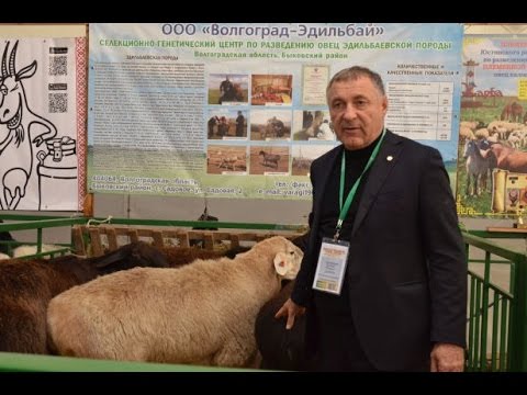 Видео: Отличие Эдильбаевской породы овец от Гиссарской. Гишларкаев Е.И.