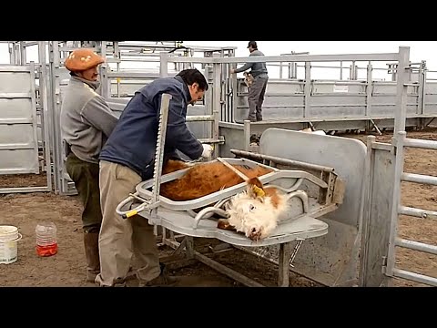 Видео: Впечатляющая животноводческая ферма в Аргентине