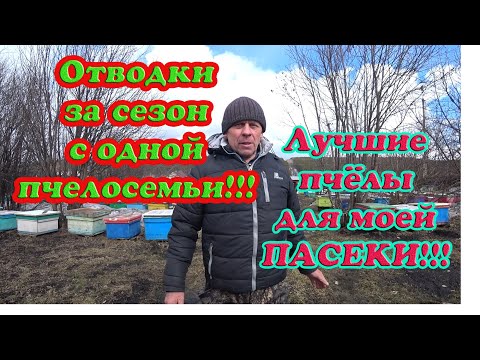 Видео: СКОЛЬКО ОТВОДКОВ ЗА СЕЗОН ОТ ОДНОЙ ПЧЕЛОСЕМЬИ, ПРЕДПОЧТЕНИЕ ПОРОДЫ, МЕДОНОСЫ