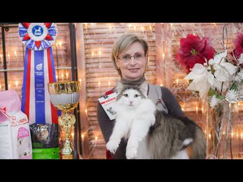 Видео: Best in Show. Интервью с Людмилой Болденковой и Григорием Маневым. Норвежская лесная кошка.