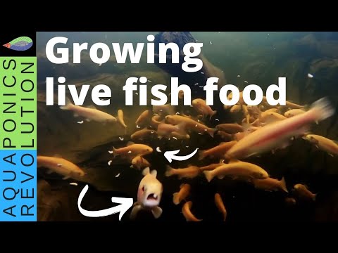 Видео: Выращивание живого корма для рыб | Корм ​​для рыб из насекомых для аквапоники