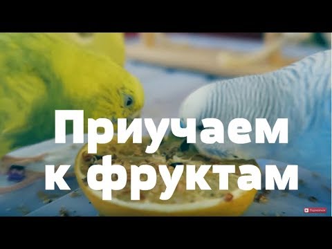 Видео: ЛАЙФХАК ДЛЯ ПОПУГАЯ. КАК ПРИУЧИТЬ К СОЧКЕ!. КОГО ЗАВЕСТИ САМЦА ИЛИ САМКУ? ХАРАКТЕР ПОПУГАЯ!