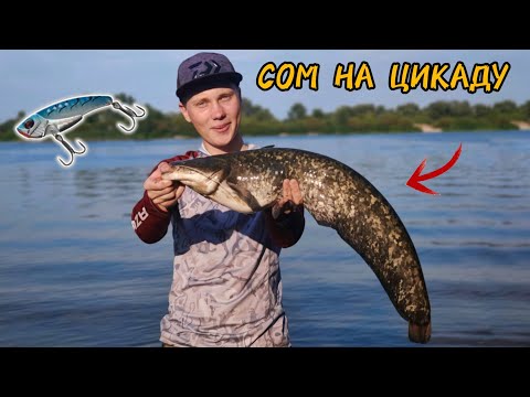 Видео: ЦИКАДА vs СИЛІКОН: експеримент на риболовлі 🤔